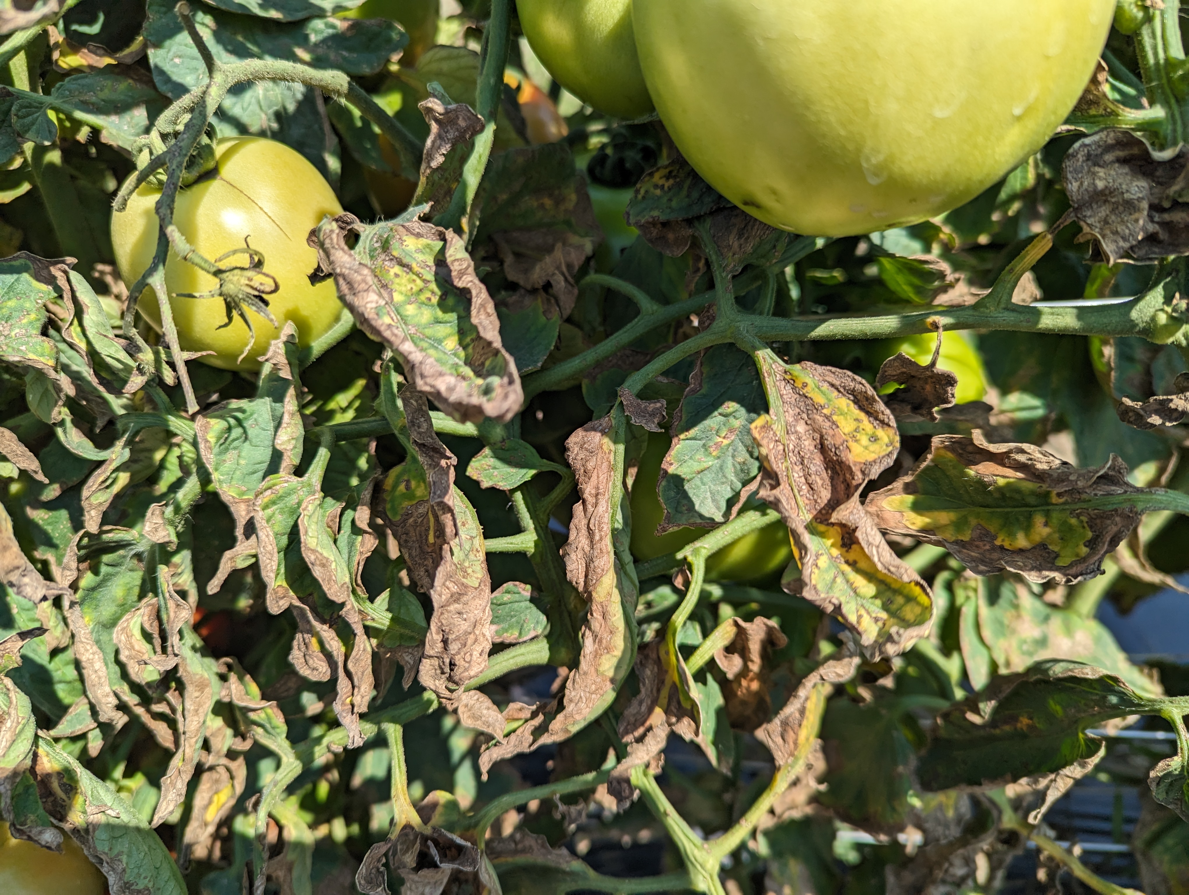 Bacterial canker symptoms in tomatoes.